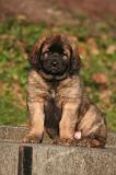 LEONBERG 1031